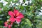 Focus view Hibiscus flower with green leaf background