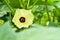 Focus view Okra flower with green background