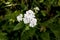 In Focus, White Bunch of Flowers in the Center of Green Background with Fly