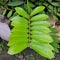 Focuse Beautiful green leaf closeup