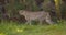 Focused adult cheetah walking in the shadows on a grassy field