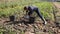 Focused adult man working in vegetable garden, gathering crop of early potatoes on spring day