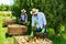 Focused African-American farm farmer working in fruit garden, laying harvested pears in large wooden box for further