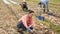 Focused asian woman farm worker gathering dried yellow onion bulbs in field in early spring