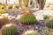 Focused big round cactuses on the garden background. Exotic plants, different kinds showing the huge cactus diversity in different