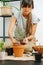 Focused busy woman in living room, replanting house plant from pot to pot