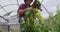 Focused caucasian man collecting vegetables in greenhouse