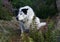 Focused Collie Sitting Among Ferns & Heather