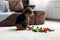 Focused cute little boy sitting on floor at home