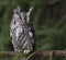 Focused Eastern Screech Owl