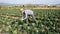 Focused farmer with group of workers hand harvesting crop of savoy cabbage on farm field on sunny spring day