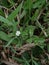 Focused On The Flower Eclipta Prostrata Or False Daisy White Flower