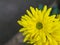 Focused flower head of Chrysanthemums - Yellow Perfect petal of chrysanths flower - Ornamental Flower blossoming in garden.