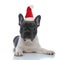 Focused French bulldog puppy wearing santa claus hat