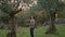 Focused gardener picking olives tree at countryside. Farm worker putting basket