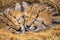 focused image on a sleeping cheetahs side