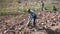 Focused Indian man working with hoe in kitchen garden, hoeing soil between vegetable seedlings