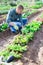 Focused male amateur gardener working in vegetable garden