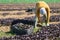 Focused male farmer picking komatsuna leaf greens