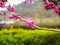 Focused pink flowers on blur nature background
