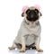 Focused Pug puppy wearing earmuffs and looking up