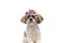 Focused Shih Tzu puppy wearing flower crown and looking away