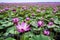 focused shot of a lotus flowers surface