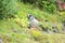 Focused shot of a small, gray, furry mammal, eating grass in a forest