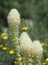 Focused Stacked Closeup Image of Bear Grass