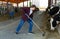 Focused teenager arranging hay and feeding cows in cowshed