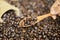 Focused view of a spoon filled with coffee beans