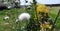 Focused white dandelion flower with other dandelion in background in garden