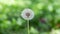 focused white dandelion with a landscape background