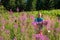Focused woman collects pink wildflowers, willow herb
