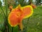 Focused Yellow Flower in garden