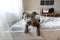 Focused young dog lying under blanket on bed