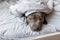 Focused young dog lying under blanket on bed