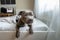 Focused young dog lying under blanket on bed