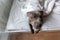 Focused young dog lying under blanket on bed