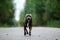 Focused young dog on road in summer