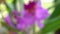 Focusing on blurred scene of blooming Pink Cattleya orchid flower.