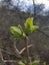 Focusing close on leaf buds of a bush