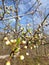 Focusing close on lots of buds of an apple tree