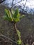 Focusing close on lots leaf buds of a bush