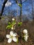 Focusing on flower of an apple tree