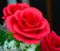 focusing at front of one red rose flower in bunch