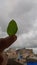 Focusing on a leaf with rainy clouds on back