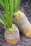 Fodder beet growing