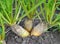 Fodder beets grow in the field, intended for feeding animals