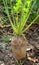 Fodder beets grow in the field, intended for feeding animals